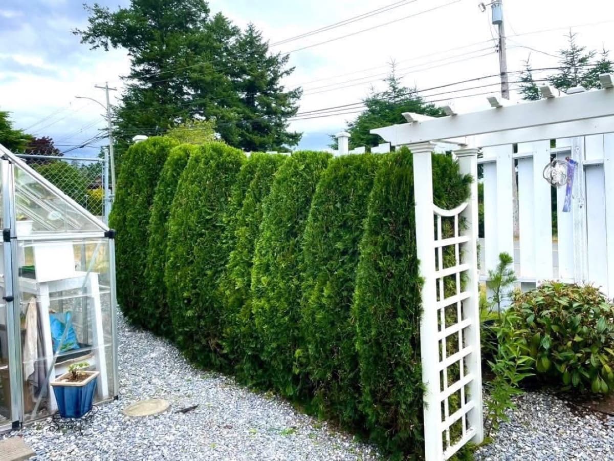 After: Cedar Hedge Sculpting