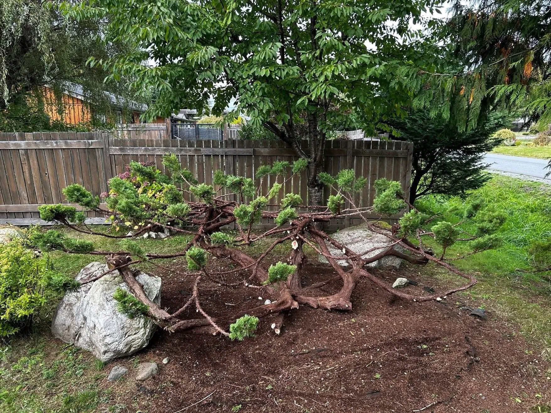 After: Juniper Form Sculpting